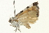  ( - 09BBLEP-02731)  @12 [ ] CreativeCommons - Attribution (2009) Unspecified Centre for Biodiversity Genomics