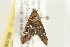  ( - 09BBLEP-02755)  @12 [ ] CreativeCommons - Attribution (2009) Unspecified Centre for Biodiversity Genomics