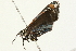  ( - 09BBLEP-02771)  @13 [ ] CreativeCommons - Attribution (2009) Unspecified Centre for Biodiversity Genomics