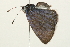  ( - 09BBLEP-02800)  @13 [ ] CreativeCommons - Attribution (2009) Unspecified Centre for Biodiversity Genomics