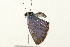  ( - 09BBLEP-02808)  @13 [ ] CreativeCommons - Attribution (2009) Unspecified Centre for Biodiversity Genomics
