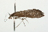  ( - 09BBLEP-02925)  @12 [ ] CreativeCommons - Attribution (2009) Unspecified Centre for Biodiversity Genomics