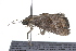  ( - 09BBLEP-01963)  @13 [ ] CreativeCommons - Attribution (2009) Unspecified Centre for Biodiversity Genomics