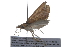  ( - 09BBLEP-01984)  @12 [ ] CreativeCommons - Attribution (2009) Unspecified Centre for Biodiversity Genomics