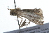  ( - 09BBLEP-02027)  @12 [ ] CreativeCommons - Attribution (2009) Unspecified Centre for Biodiversity Genomics
