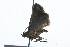  ( - 09BBLEP-02047)  @13 [ ] CreativeCommons - Attribution (2009) Unspecified Centre for Biodiversity Genomics
