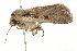  ( - 09BBLEP-02972)  @12 [ ] CreativeCommons - Attribution (2009) Unspecified Centre for Biodiversity Genomics