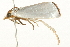  (Urola nivalis PS2 - 09BBLEP-03018)  @14 [ ] CreativeCommons - Attribution (2009) Unspecified Centre for Biodiversity Genomics