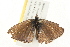  ( - 09BBLEP-03026)  @13 [ ] CreativeCommons - Attribution (2009) Unspecified Centre for Biodiversity Genomics