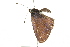  ( - 09BBLEP-03029)  @12 [ ] CreativeCommons - Attribution (2009) Unspecified Centre for Biodiversity Genomics