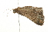  ( - 09BBLEP-03040)  @12 [ ] CreativeCommons - Attribution (2009) Unspecified Centre for Biodiversity Genomics