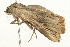  ( - 09BBLEP-03096)  @13 [ ] CreativeCommons - Attribution (2009) Unspecified Centre for Biodiversity Genomics