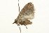  ( - 09BBLEP-03099)  @13 [ ] CreativeCommons - Attribution (2009) Unspecified Centre for Biodiversity Genomics