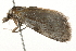  ( - 09BBLEP-03126)  @13 [ ] CreativeCommons - Attribution (2009) Unspecified Centre for Biodiversity Genomics