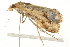  ( - 09BBLEP-03161)  @13 [ ] CreativeCommons - Attribution (2009) Unspecified Centre for Biodiversity Genomics