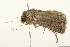  ( - 09BBLEP-03230)  @11 [ ] CreativeCommons - Attribution (2009) Unspecified Centre for Biodiversity Genomics