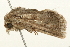  ( - 09BBLEP-03234)  @11 [ ] CreativeCommons - Attribution (2009) Unspecified Centre for Biodiversity Genomics