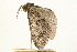  ( - 09BBLEP-03350)  @13 [ ] CreativeCommons - Attribution (2009) Unspecified Centre for Biodiversity Genomics