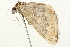  (Perizoma custodiata - 09BBLEP-03424)  @15 [ ] CreativeCommons - Attribution (2009) Unspecified Centre for Biodiversity Genomics