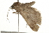  ( - 09BBLEP-03666)  @12 [ ] CreativeCommons - Attribution (2009) Unspecified Centre for Biodiversity Genomics