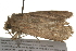  ( - 09BBLEP-03675)  @12 [ ] CreativeCommons - Attribution (2009) Unspecified Centre for Biodiversity Genomics
