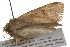  ( - 09BBLEP-03676)  @12 [ ] CreativeCommons - Attribution (2009) Unspecified Centre for Biodiversity Genomics