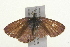  ( - 09BBLEP-03740)  @13 [ ] CreativeCommons - Attribution (2009) Unspecified Centre for Biodiversity Genomics