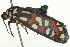  ( - 09BBLEP-03860)  @14 [ ] CreativeCommons - Attribution (2009) Unspecified Centre for Biodiversity Genomics