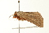  ( - 09BBLEP-04047)  @12 [ ] CreativeCommons - Attribution (2009) Unspecified Centre for Biodiversity Genomics
