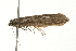  ( - 09BBLEP-04209)  @13 [ ] CreativeCommons - Attribution (2009) Unspecified Centre for Biodiversity Genomics