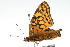  ( - 09BBLEP-04922)  @13 [ ] CreativeCommons - Attribution (2009) Unspecified Centre for Biodiversity Genomics