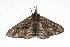  ( - 09BBLEP-04972)  @11 [ ] CreativeCommons - Attribution (2009) Unspecified Centre for Biodiversity Genomics