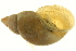  ( - CCDB-15498-H01)  @14 [ ] CreativeCommons - Attribution (2012) CBG Photography Group Centre for Biodiversity Genomics