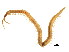  ( - BIOUG00880-B04)  @13 [ ] CreativeCommons - Attribution (2011) CBG Photography Group Centre for Biodiversity Genomics