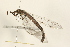  ( - 09BBNEU-0055)  @13 [ ] CreativeCommons - Attribution (2009) Unspecified Centre for Biodiversity Genomics