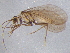  ( - BIOUG02863-G09)  @13 [ ] CreativeCommons - Attribution (2012) CBG Photography Group Centre for Biodiversity Genomics