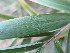  ( - UNKAR5605)  @11 [ ] CreativeCommons - Attribution Non-Commercial Share-Alike (2015) Thomas Horn Karlsruhe Institute of Technology, Botanical Garden