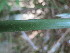  ( - UNKAR5624)  @11 [ ] CreativeCommons - Attribution Non-Commercial Share-Alike (2015) Thomas Horn Karlsruhe Institute of Technology, Botanical Garden
