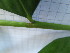  ( - UNKAR5646)  @11 [ ] CreativeCommons - Attribution Non-Commercial Share-Alike (2015) Thomas Horn Karlsruhe Institute of Technology, Botanical Garden