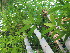  ( - UNKAR5646)  @11 [ ] CreativeCommons - Attribution Non-Commercial Share-Alike (2015) Thomas Horn Karlsruhe Institute of Technology, Botanical Garden