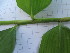  ( - UNKAR5646)  @11 [ ] CreativeCommons - Attribution Non-Commercial Share-Alike (2015) Thomas Horn Karlsruhe Institute of Technology, Botanical Garden