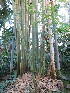  ( - UNKAR5646)  @11 [ ] CreativeCommons - Attribution Non-Commercial Share-Alike (2015) Thomas Horn Karlsruhe Institute of Technology, Botanical Garden