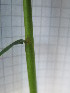  ( - UNKAR5646)  @11 [ ] CreativeCommons - Attribution Non-Commercial Share-Alike (2015) Thomas Horn Karlsruhe Institute of Technology, Botanical Garden
