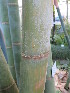  ( - UNKAR5646)  @11 [ ] CreativeCommons - Attribution Non-Commercial Share-Alike (2015) Thomas Horn Karlsruhe Institute of Technology, Botanical Garden
