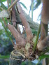  ( - UNKAR5646)  @11 [ ] CreativeCommons - Attribution Non-Commercial Share-Alike (2015) Thomas Horn Karlsruhe Institute of Technology, Botanical Garden