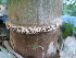  ( - UNKAR5646)  @11 [ ] CreativeCommons - Attribution Non-Commercial Share-Alike (2015) Thomas Horn Karlsruhe Institute of Technology, Botanical Garden