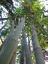  ( - UNKAR5646)  @11 [ ] CreativeCommons - Attribution Non-Commercial Share-Alike (2015) Thomas Horn Karlsruhe Institute of Technology, Botanical Garden