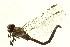  ( - 10BBODO-0070)  @13 [ ] CreativeCommons - Attribution (2010) CBG Photography Group Centre for Biodiversity Genomics