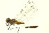  ( - 10BBODO-0079)  @13 [ ] CreativeCommons - Attribution (2010) CBG Photography Group Centre for Biodiversity Genomics