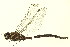  ( - 10BBODO-0092)  @12 [ ] CreativeCommons - Attribution (2010) CBG Photography Group Centre for Biodiversity Genomics